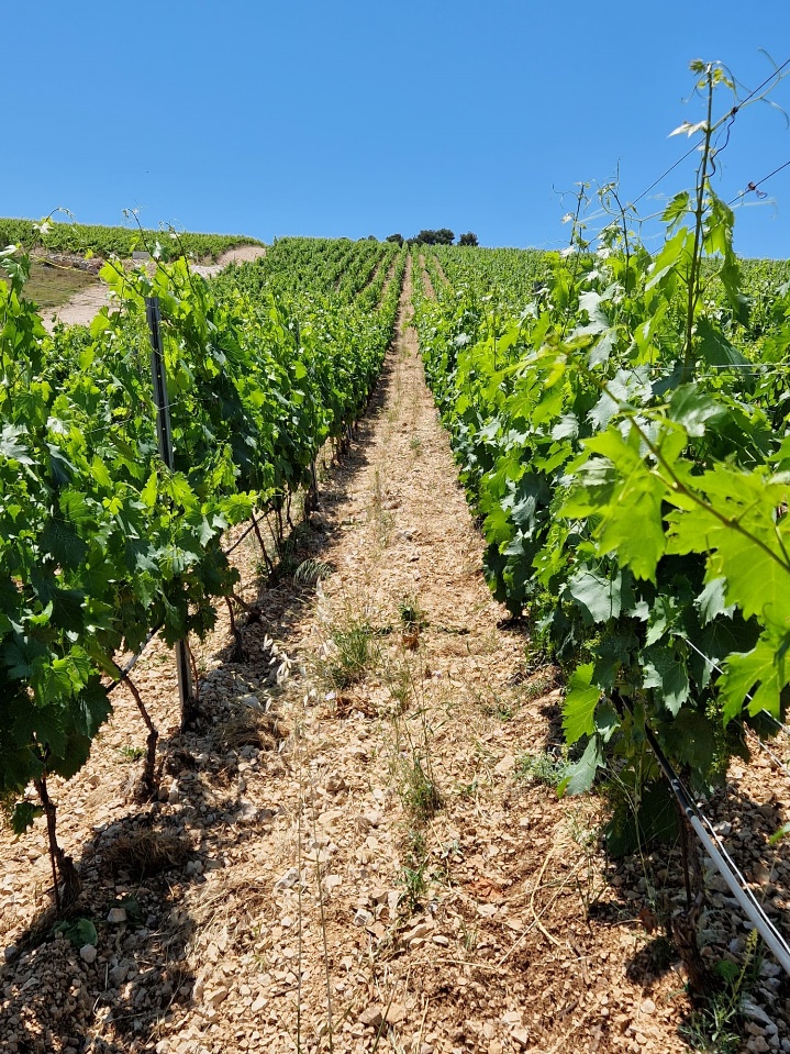 NOVE AUTOHTONE SORTE U DALMATIAN EGO VINOGRADIMA